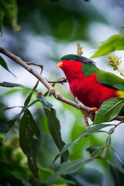 La Perruche Rouge Tamatoa Bagian luar foto